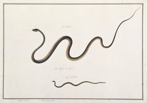 Painted Bronzeback with Banded Malayan Coral Snake, from Drawings of Animals, Insects and Reptiles from Malacca, c.1805-18